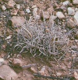 Pediocactus peeblesianus var. fickeisinii, Buffalo Ranch, Arizona