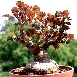 Begonia dragei