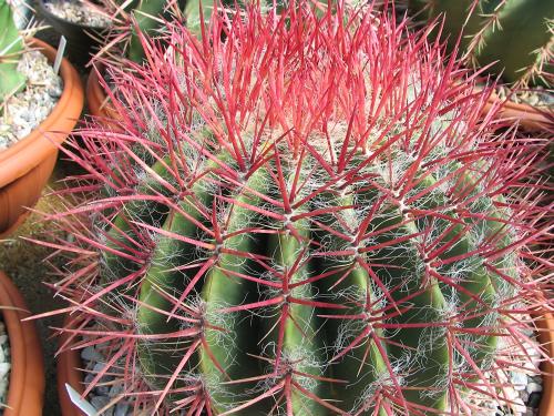 Ferocactus steinesii var. pilosus