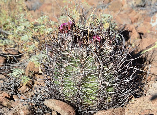 Echinocereus lindsayi, Baja California, foto © Ríša Kalaš