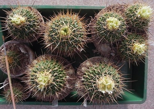 Letos bylo možné sprášení 7 sbírkových rostlin E. sulphureus N 89.282.