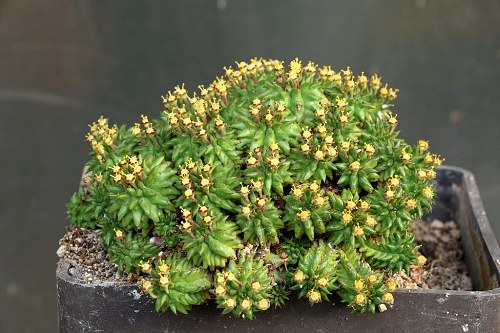 Euphorbia susannae ve sbírce, 18. 11. 2016